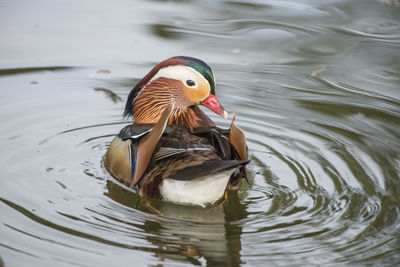 Close-up of duck in lake