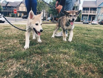 Dogs playing with dog