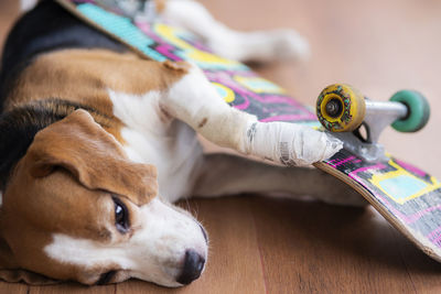 Close-up of a dog