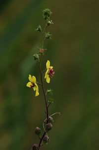 Close-up of plant against blurred background