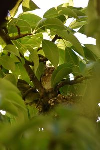 Close-up of bird perching on tree