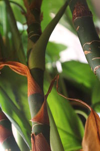 Low angle view of insect on plant