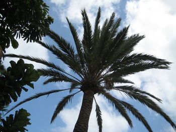 Low angle view of palm tree against sky