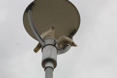 Low angle view of seagull perching on street light against sky