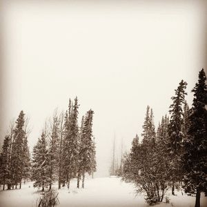 Trees on snow covered landscape against clear sky