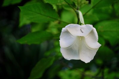 Close-up of white flowering plant