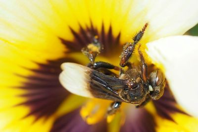 Close-up of bee on yellow flower