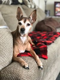 Portrait of dog resting on sofa at home