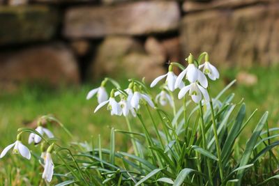 Close-up of white flowers blooming in field