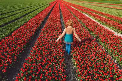 View of woman standing in a tulip field