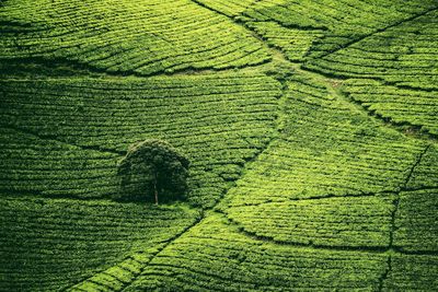 Shadow of tree on field