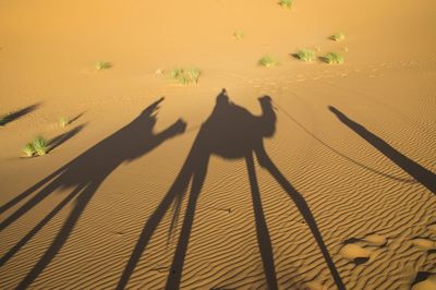 Shadow of a horse on sand