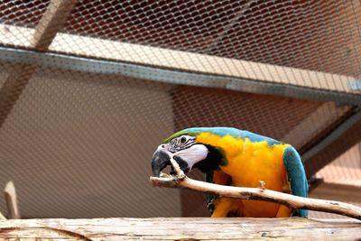 Close-up of parrot perching on metal in cage