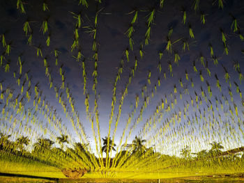 Plants growing on field against sky