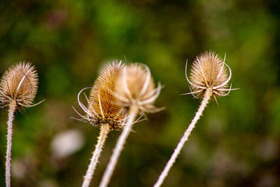 Close-up of wilted dandelion on field