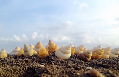 Close-up of sand on beach against sky