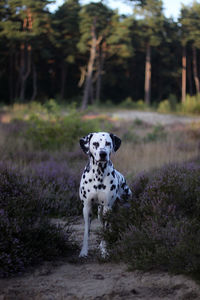 Dogs standing in heather - dalmatian