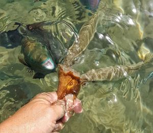 Close-up of hand holding fish swimming in sea