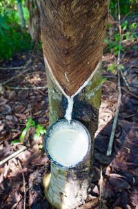 Close-up of tree trunk in forest