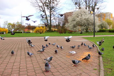 Birds in park against sky