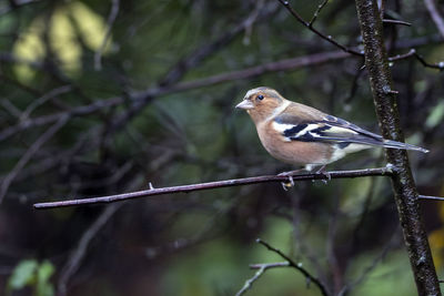 A close-up of a beautifully coloured chaffinch perched in a tree.