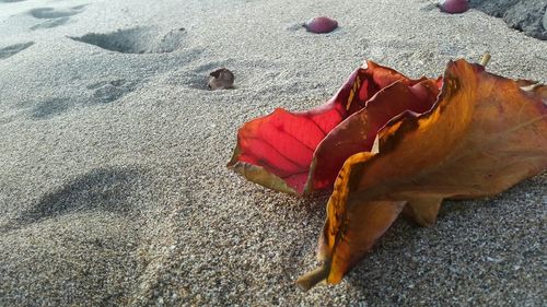 Close-up of shells on sand