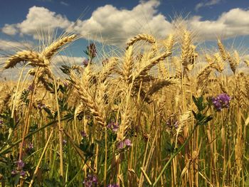 View of field against cloudy sky