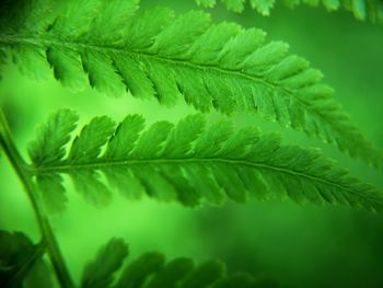 Close-up of fern leaves