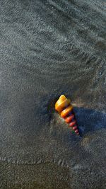 High angle view of fish on beach