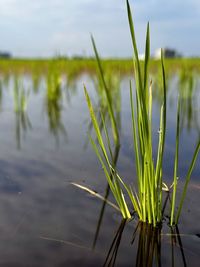 grass