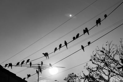 Low angle view of silhouette birds flying against clear sky