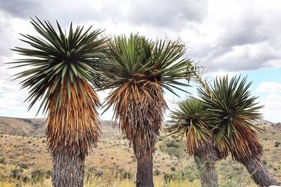 Palm trees on field against sky