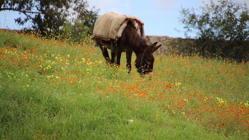 Horse in a field