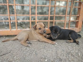 High angle view of dogs sitting outdoors