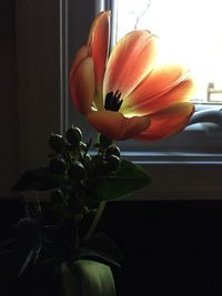 Close-up of orange flower