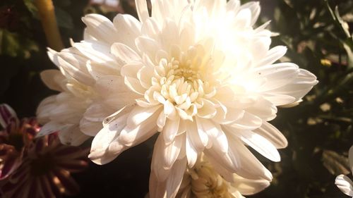 Close-up of white dahlia flower