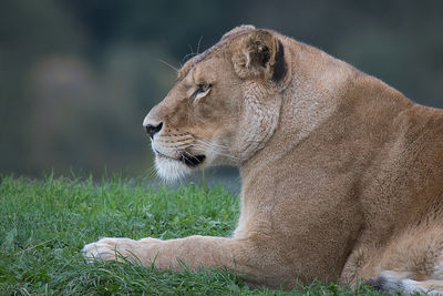 Close-up of lioness on field