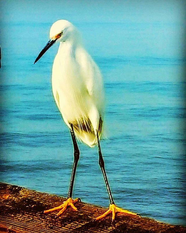 animal themes, bird, one animal, animals in the wild, wildlife, water, seagull, beak, full length, sea, nature, side view, zoology, white color, close-up, perching, beauty in nature, outdoors, avian, day