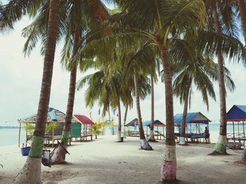 Palm trees on beach against sky