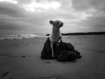 View of dog on beach