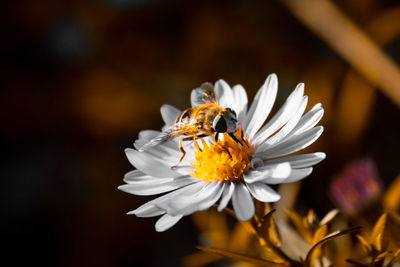 Close-up of insect on white flower