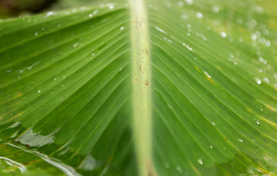 Full frame shot of wet leaves
