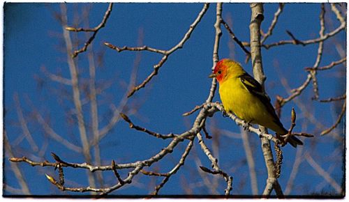 Low angle view of bird perching on branch against sky