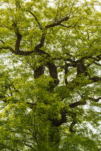 Low angle view of trees in forest