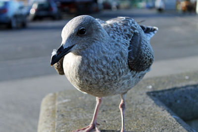 Close-up of seagull perching on retaining wall