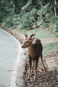 Deer standing on field