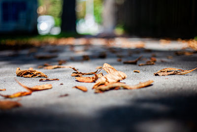 Close-up of fallen leaves on footpath