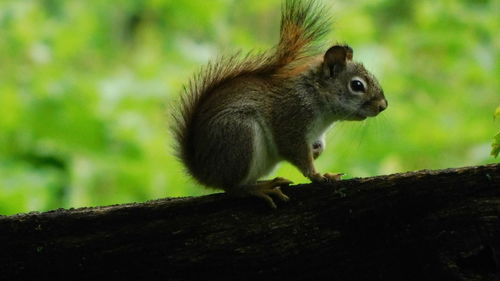 Squirrel on wood