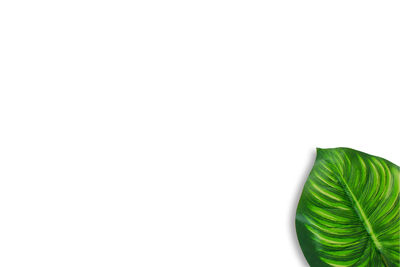 High angle view of white background