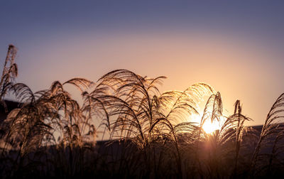 Close-up of silhouette plants on field against sky during sunset